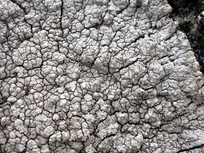 Pertusaria?